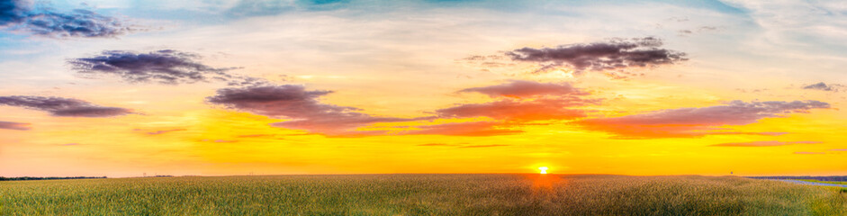 Wall Mural - Panorama Of Eared Wheat Field, Summer Cloudy Sky In Sunset Dawn Sunrise
