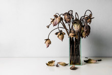 Withered Lotus Flowers In A Glass Vase On Table