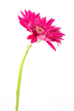 Single Gerbera  Flower Pink Isolated On White Background