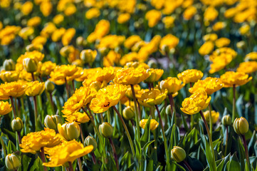 Canvas Print - Budding and fully double flowering yellow tulips from close