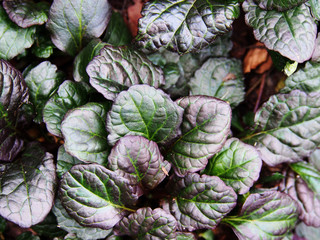 Wall Mural - Ajuga reptans 'Catlin's Giant' - bugleweed