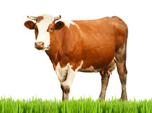 Cow On White Background. Farm Animal Concept.