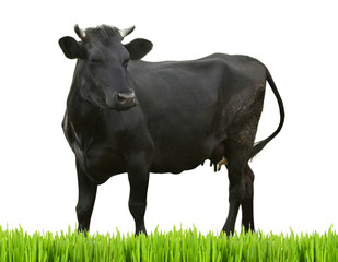 Cow on white background. Farm animal concept.