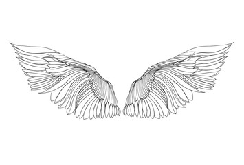 Wings. Vector illustration on white background. Black and white