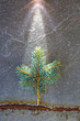 pino iluminado bonsai U84A6548-f16