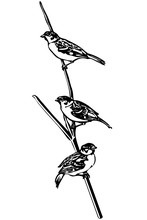 Little Bird On A Branch Sparrow