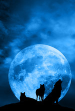 Wolf Pack With Moon Over Night Sky