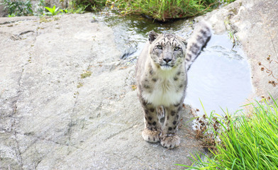 Snow leopard