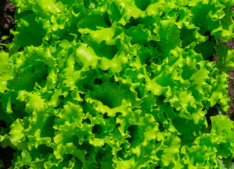 Lettuce growing in the garden