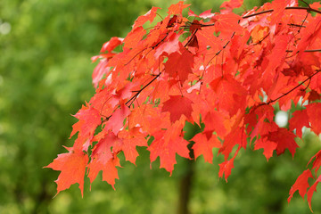 red autumn leaves