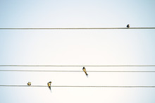 Birds Tits Sitting On Wires Minimalistic Spring Background