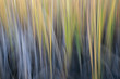 reed - nature motion blur abstract