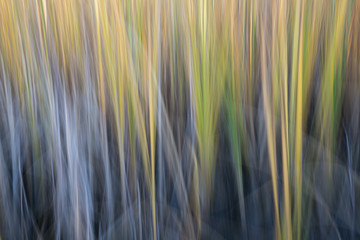 reed - nature motion blur abstract