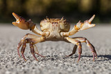 Fototapeta Zwierzęta - Crab on the street
