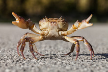 Crab On The Street