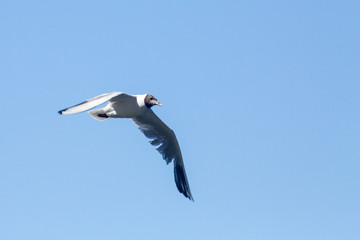 Gull - Larus