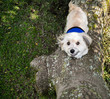 © laurarts - Havanese service dog climbing up a large tree looking up at you with big brown eyes and blue service vest on with green grass below.