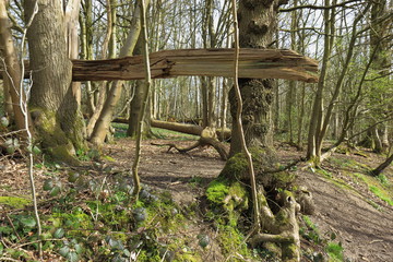 A woodland scene with old fallen trees