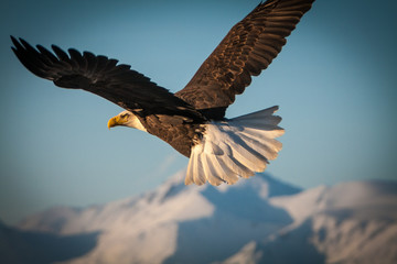 Canvas Print - Alaska Bald Eagle