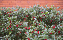 Background Of Ilex Aquifolium. Brick Wall And Holly Branches With Fruits