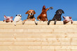 Ziemlich beste Freunde - Gruppe Haustiere auf einer Bretterwand, textfreiraum