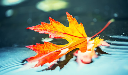 Wall Mural - Autumn leaves in autumn colors and lights. Rainy autumn weather. Fallen autumn leaves in water and rainy weather. Autumn colors.  Fall.