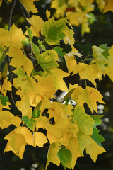 A branch of poplar, Populus sp, in nature in California, displaying a mix of golden yellow, brown and green leaves in the end of summer, signaling the beginning of the autumn, against dark background