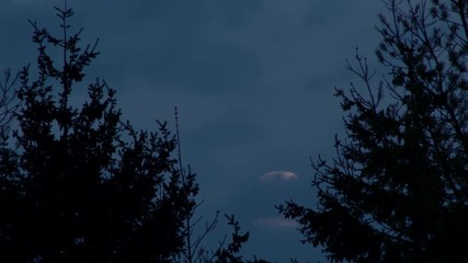 Wall Mural - 4K Full moon at night rising between evergreen tree forest with clouds passing by, time lapse.