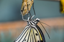 Idea Leuconoe Butterfly Being Born 