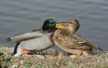 Squabble Between Male And Female Mallard Ducks On Edge Of Lake