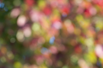 Wall Mural - autumn background, bokeh effect