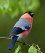 © svenaw - Eurasian bullfinch