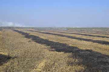 burning track in paddy field