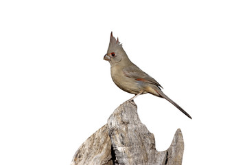 Canvas Print - Pyrrhuloxia, Cardinalis sinuatus