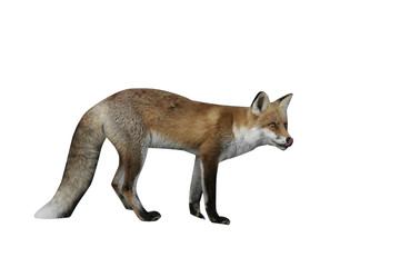 Wall Mural - Red fox, Vulpes vulpes