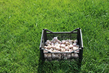 Canvas Print - Dry garlic bulbs in the transportation box on the lawn in the summer garden