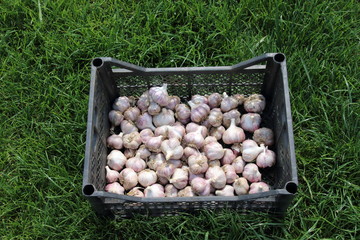 Canvas Print - Dry garlic bulbs in the transportation box on the lawn in the summer garden