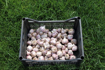 Canvas Print - Dry garlic bulbs in the transportation box on the lawn in the summer garden