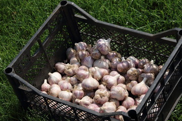 Canvas Print - Dry garlic bulbs in the transportation box on the lawn in the summer garden