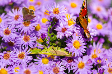  European peacock butterfly, inachis io, in purple wild flower meadow, on a sunny day