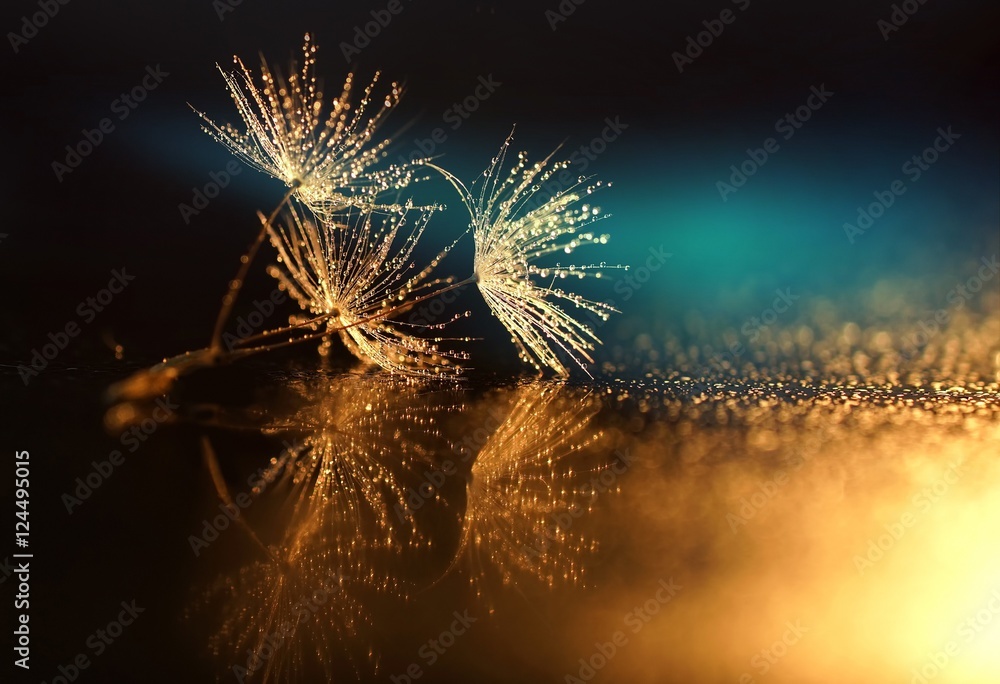 Seeds dandelion mirror reflection. Dark background dandelions in the drops dew with a beautiful golden bokeh. Water droplets sparkle on the seeds of dandelions with the reflection in the mirror. - obrazy, fototapety, plakaty 