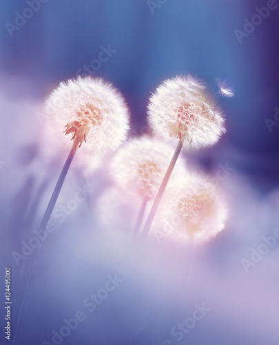 dandelions-w-porannym-sloncu-na-blekitnym-tle-dmucha-wiatr-mniszka-lekarskiego