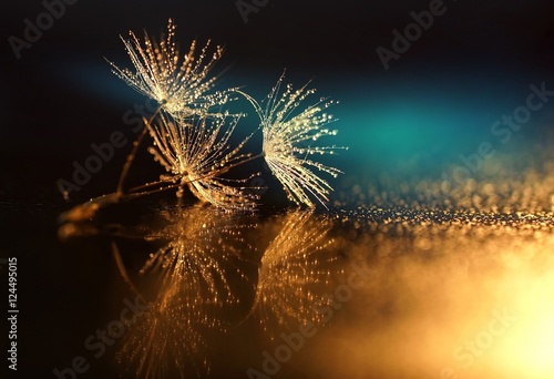 Naklejka ścienna Seeds dandelion mirror reflection. Dark background dandelions in the drops dew with a beautiful golden bokeh. Water droplets sparkle on the seeds of dandelions with the reflection in the mirror.