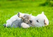 White Swiss Shepherd`s puppy playing with tiny kitten on green grass