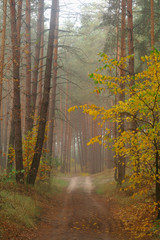  country road in autumn in the mist