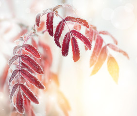 Wall Mural - Autumn background with red leaves of mountain ash covered with hoarfrost