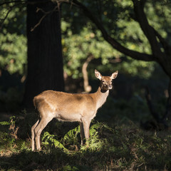 Stunning hind doe red deer cervus elaphus in dappled sunlight fo