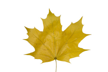 maple leaf isolated on white background