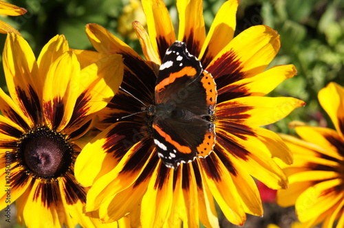 Fotografia, Obraz Yellow and brown rudbeckia or Black-eyed-Susan flower in garden with peacock butterfly on it