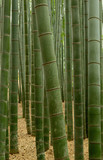 Fototapeta Dziecięca - 竹林 bamboo